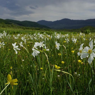 Narcissus poeticus